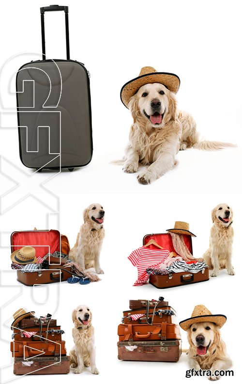 Stock Photos - Cute Labrador with suitcases isolated on white
