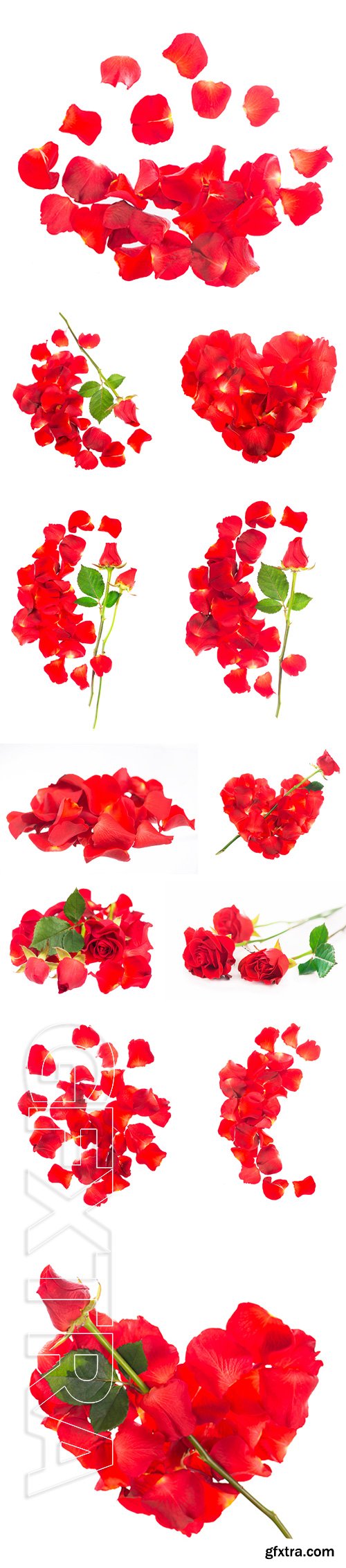 Stock Photos - Red rose petals isolated over the white background