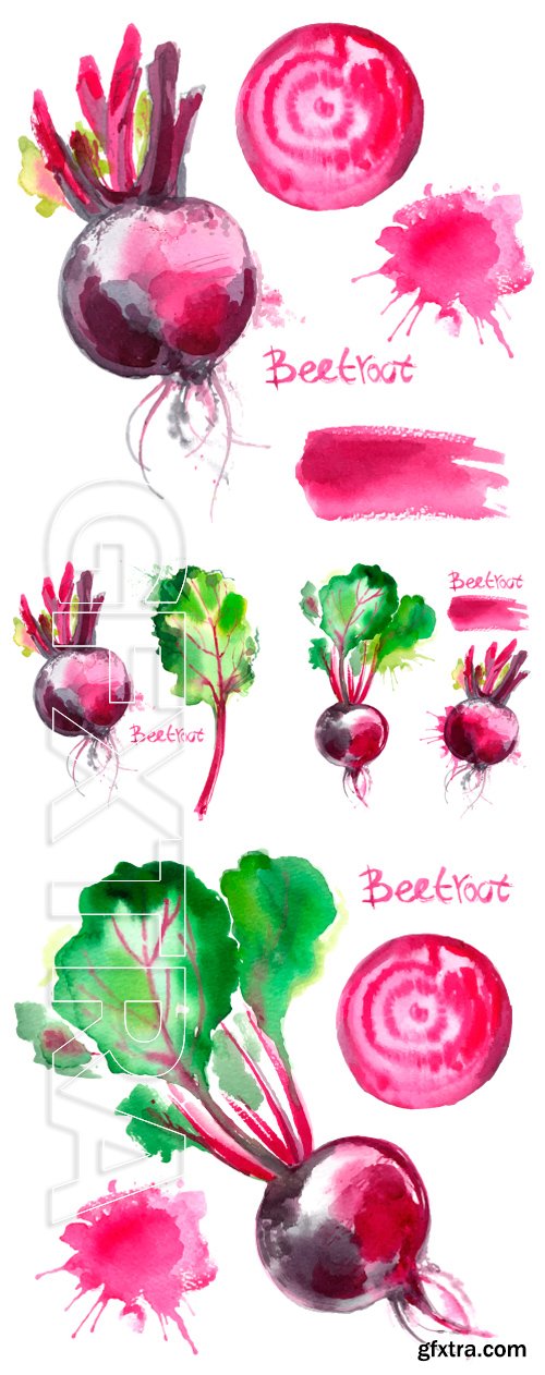 Stock Vectors - Set of vegetables painted with watercolors on white background. Color beets with leaves. Fruit, half, leaf, abstract blur. Vector drawing