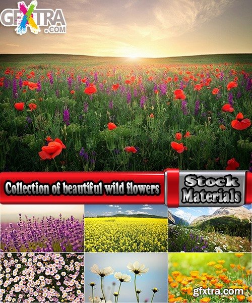 Collection of beautiful wild flowers field landscape 25 HQ Jpeg