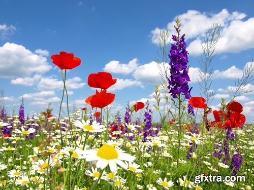 Collection of beautiful wild flowers field landscape 25 HQ Jpeg