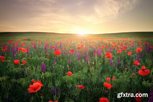 Collection of beautiful wild flowers field landscape 25 HQ Jpeg