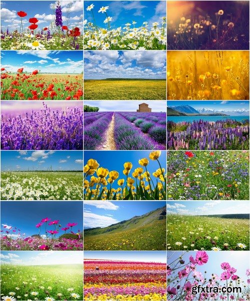 Collection of beautiful wild flowers field landscape 25 HQ Jpeg