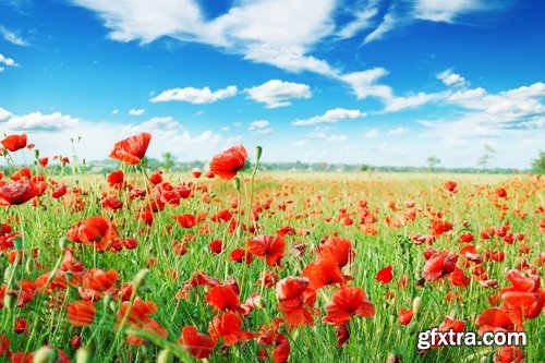 Collection of beautiful wild flowers field landscape 25 HQ Jpeg