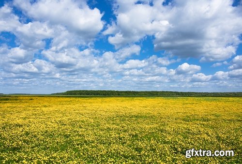 Collection of beautiful wild flowers field landscape 25 HQ Jpeg