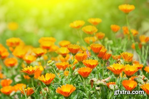 Collection of beautiful wild flowers field landscape 25 HQ Jpeg