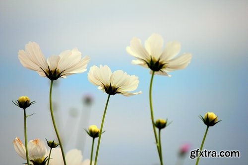 Collection of beautiful wild flowers field landscape 25 HQ Jpeg