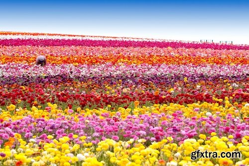 Collection of beautiful wild flowers field landscape 25 HQ Jpeg