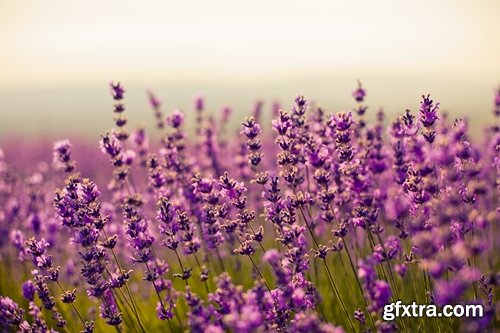 Collection of beautiful wild flowers field landscape 25 HQ Jpeg