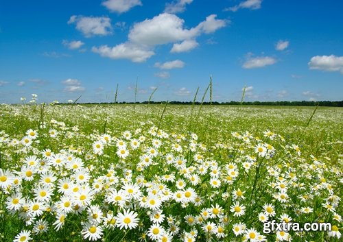 Collection of beautiful wild flowers field landscape 25 HQ Jpeg