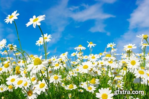 Collection of beautiful wild flowers field landscape 25 HQ Jpeg