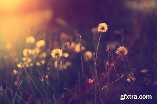 Collection of beautiful wild flowers field landscape 25 HQ Jpeg