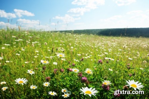 Collection of beautiful wild flowers field landscape 25 HQ Jpeg