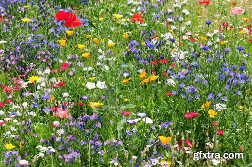 Collection of beautiful wild flowers field landscape 25 HQ Jpeg