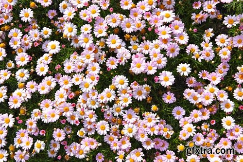 Collection of beautiful wild flowers field landscape 25 HQ Jpeg