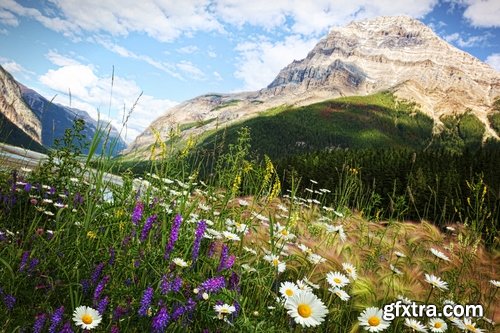 Collection of beautiful wild flowers field landscape 25 HQ Jpeg