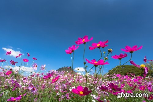 Collection of beautiful wild flowers field landscape 25 HQ Jpeg