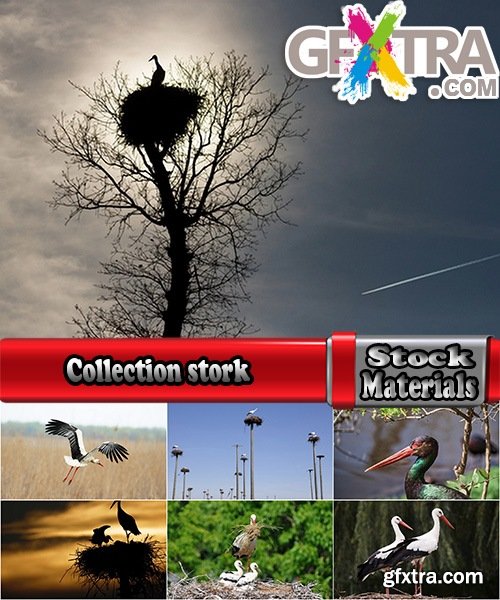 Collection stork nest flight flying bird 25 HQ Jpeg