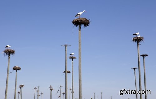 Collection stork nest flight flying bird 25 HQ Jpeg