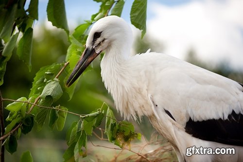 Collection stork nest flight flying bird 25 HQ Jpeg