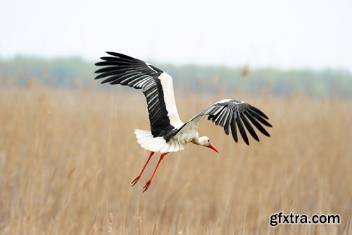 Collection stork nest flight flying bird 25 HQ Jpeg