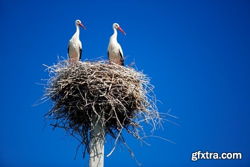 Collection stork nest flight flying bird 25 HQ Jpeg