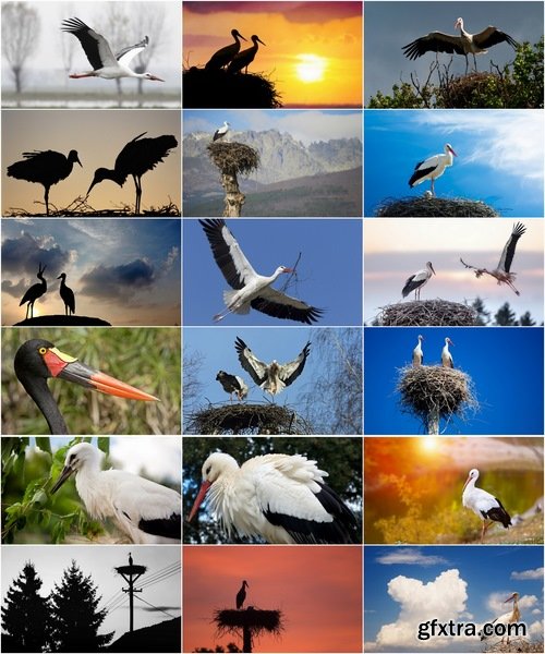 Collection stork nest flight flying bird 25 HQ Jpeg