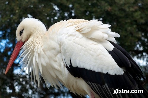 Collection stork nest flight flying bird 25 HQ Jpeg