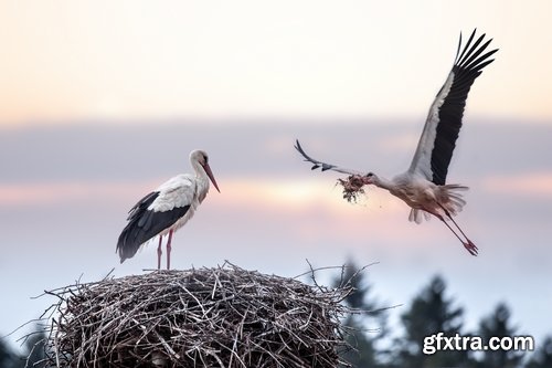 Collection stork nest flight flying bird 25 HQ Jpeg