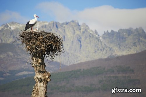 Collection stork nest flight flying bird 25 HQ Jpeg