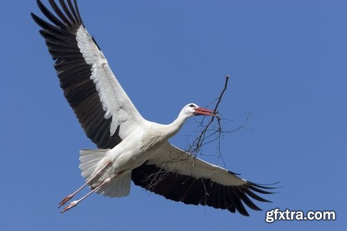 Collection stork nest flight flying bird 25 HQ Jpeg