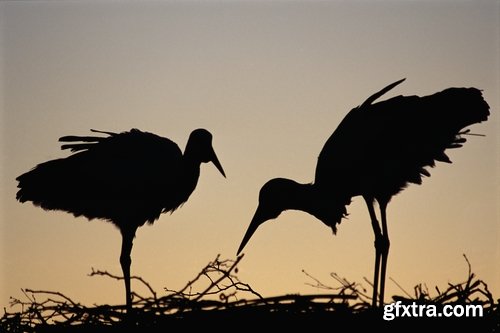 Collection stork nest flight flying bird 25 HQ Jpeg