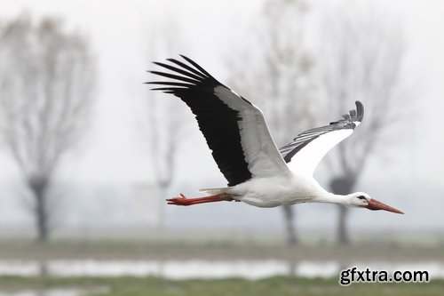 Collection stork nest flight flying bird 25 HQ Jpeg