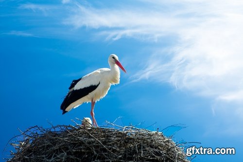 Collection stork nest flight flying bird 25 HQ Jpeg