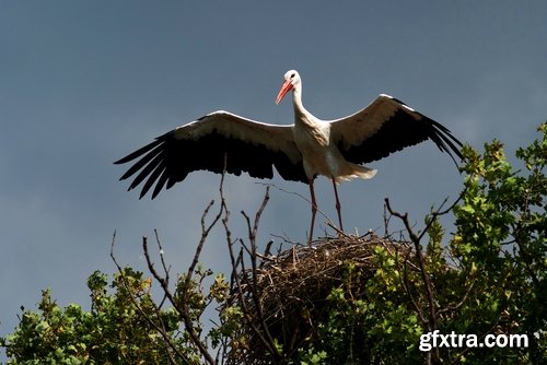 Collection stork nest flight flying bird 25 HQ Jpeg