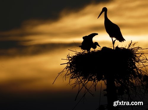 Collection stork nest flight flying bird 25 HQ Jpeg