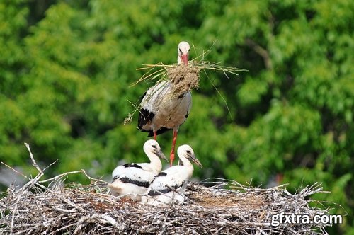 Collection stork nest flight flying bird 25 HQ Jpeg