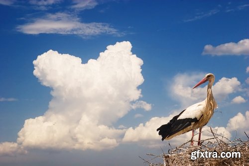 Collection stork nest flight flying bird 25 HQ Jpeg