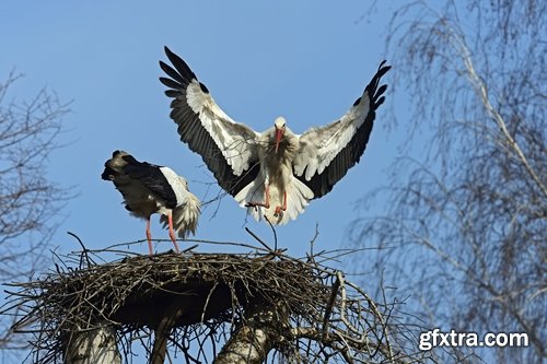 Collection stork nest flight flying bird 25 HQ Jpeg