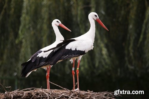 Collection stork nest flight flying bird 25 HQ Jpeg