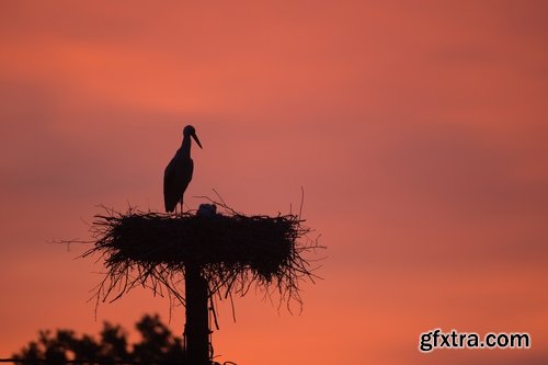 Collection stork nest flight flying bird 25 HQ Jpeg