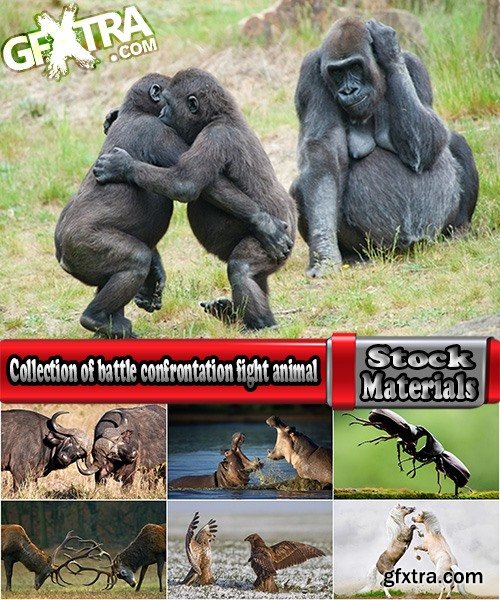 Collection of battle confrontation fight animal survival nature 25 HQ Jpeg