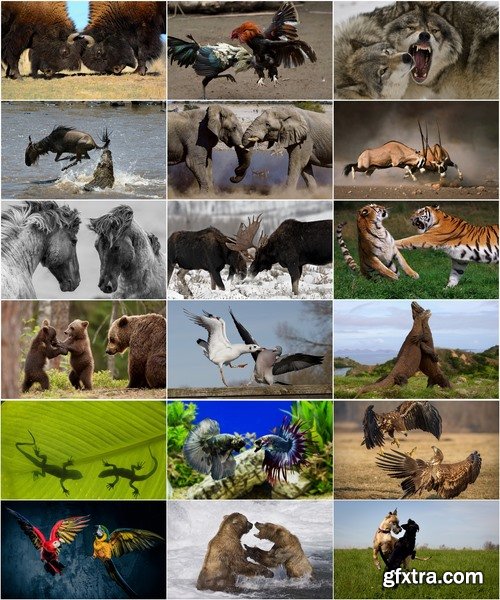 Collection of battle confrontation fight animal survival nature 25 HQ Jpeg