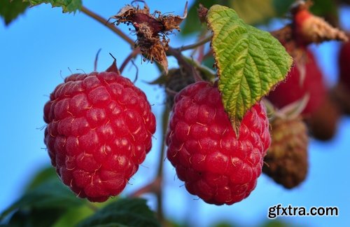 Collection of delicious raspberry dessert macro berry 25 HQ Jpeg