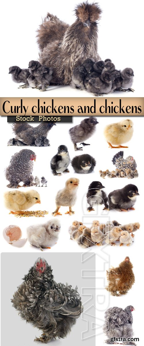 Curly chickens and chickens