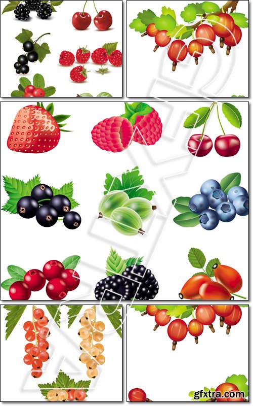 Big group of fresh berries and cherries - Vector