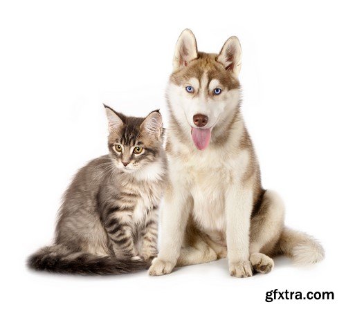 Dog and cat