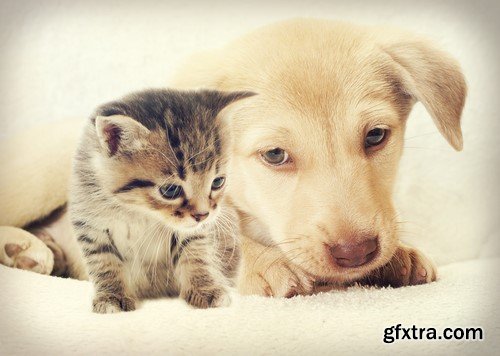 Dog and cat