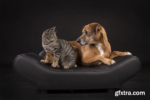 Dog and cat