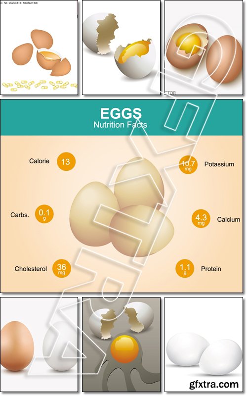 Healthcare Concept, Illustration of Fresh and Natural Egg with Protein, Fat, Vitamin B12, Riboflavin or Vitamin B2, Essential Nutrient for Life - Vector